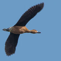 Dendrocygne fauve