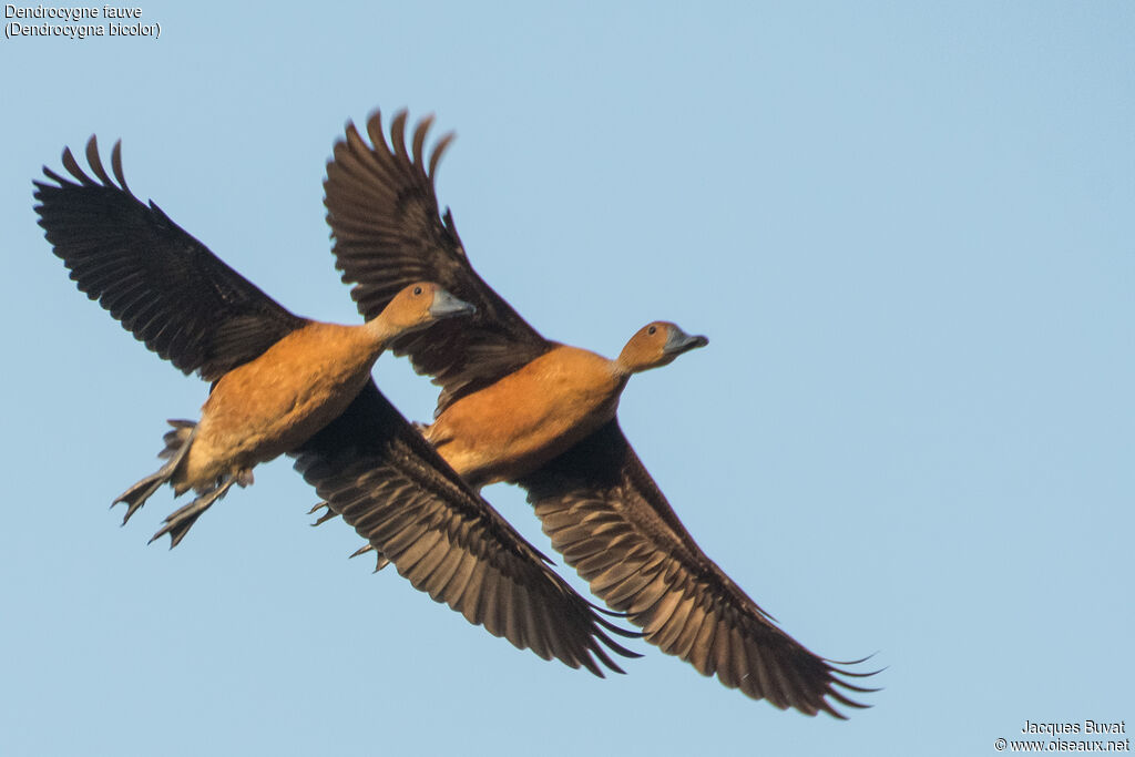 Fulvous Whistling Duckadult, aspect, pigmentation, Flight