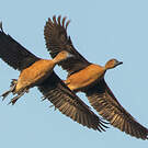 Dendrocygne fauve