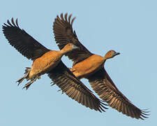 Fulvous Whistling Duck