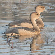 Dendrocygne siffleur