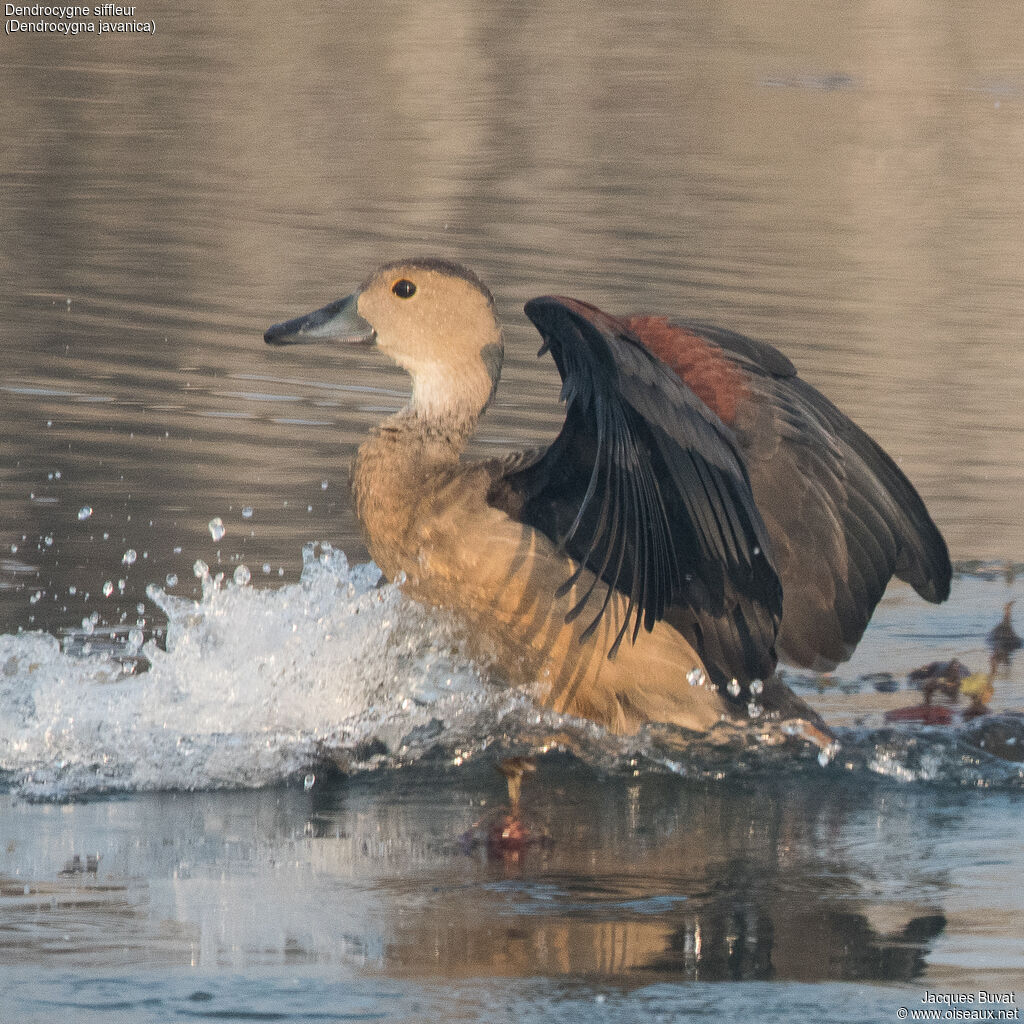 Lesser Whistling Duckadult, aspect, pigmentation, Flight, swimming