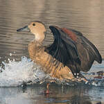 Dendrocygne siffleur