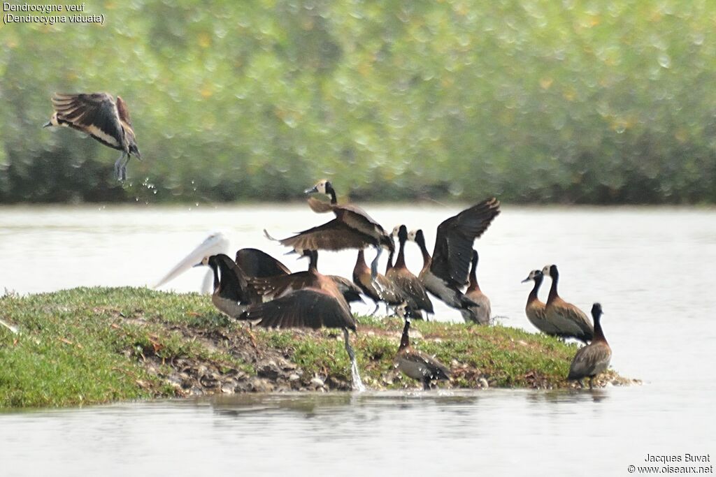 White-faced Whistling Duck, Flight