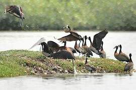 White-faced Whistling Duck