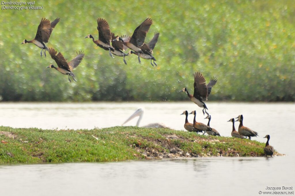 Dendrocygne veuf