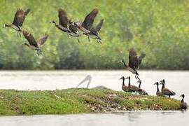 White-faced Whistling Duck