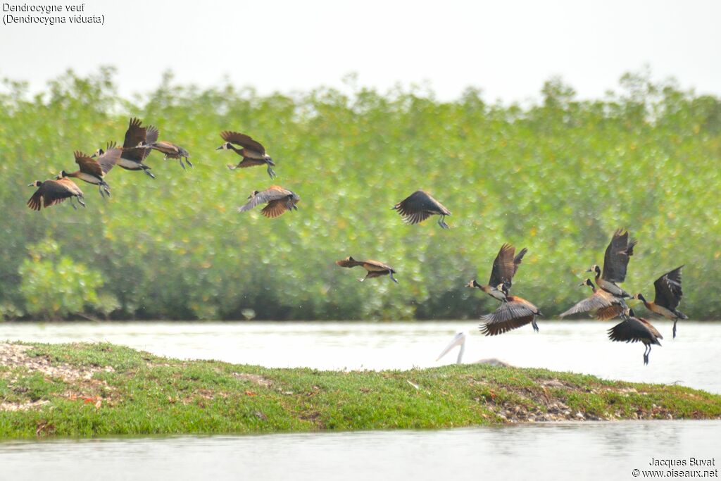 Dendrocygne veuf