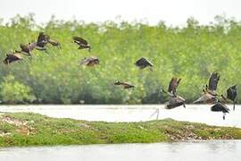 White-faced Whistling Duck