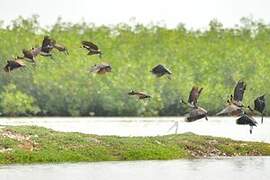 White-faced Whistling Duck