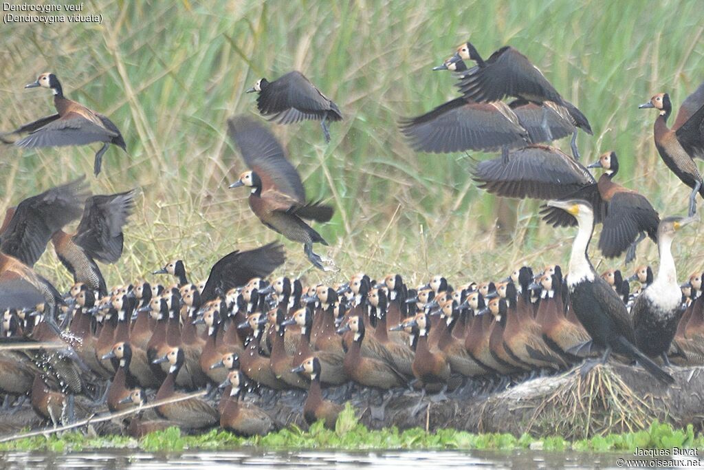 White-faced Whistling Duckadult