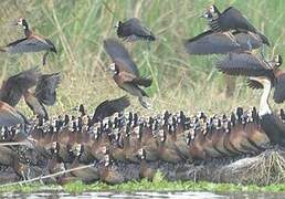 White-faced Whistling Duck