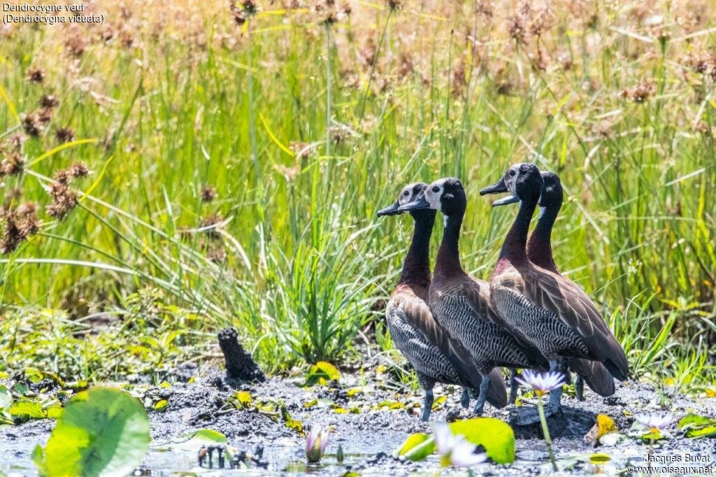 Dendrocygne veufadulte