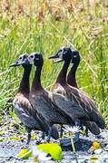 White-faced Whistling Duck