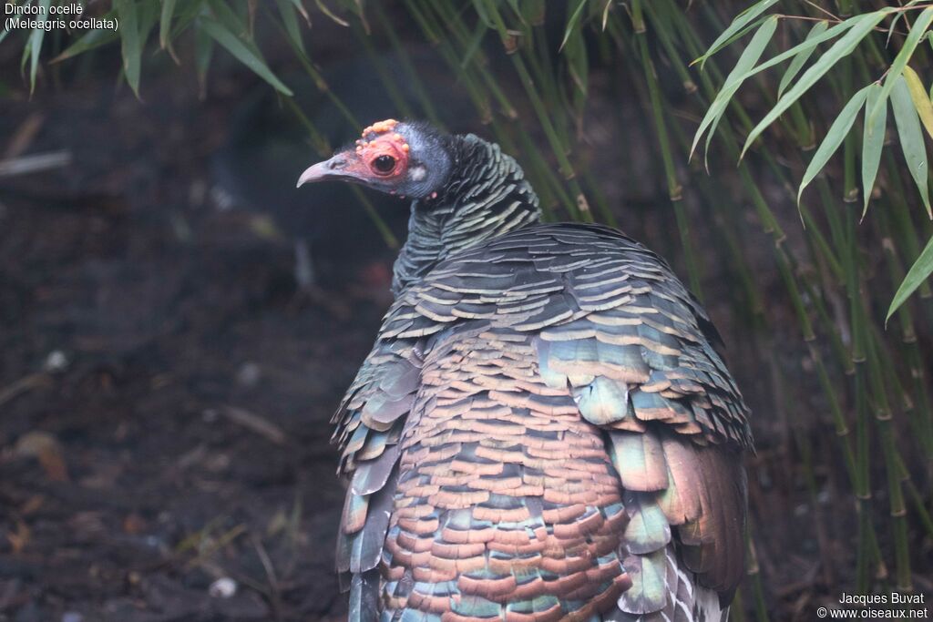 Ocellated Turkey male First year, close-up portrait, aspect, pigmentation