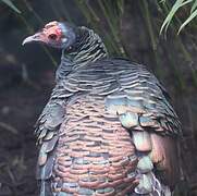 Ocellated Turkey