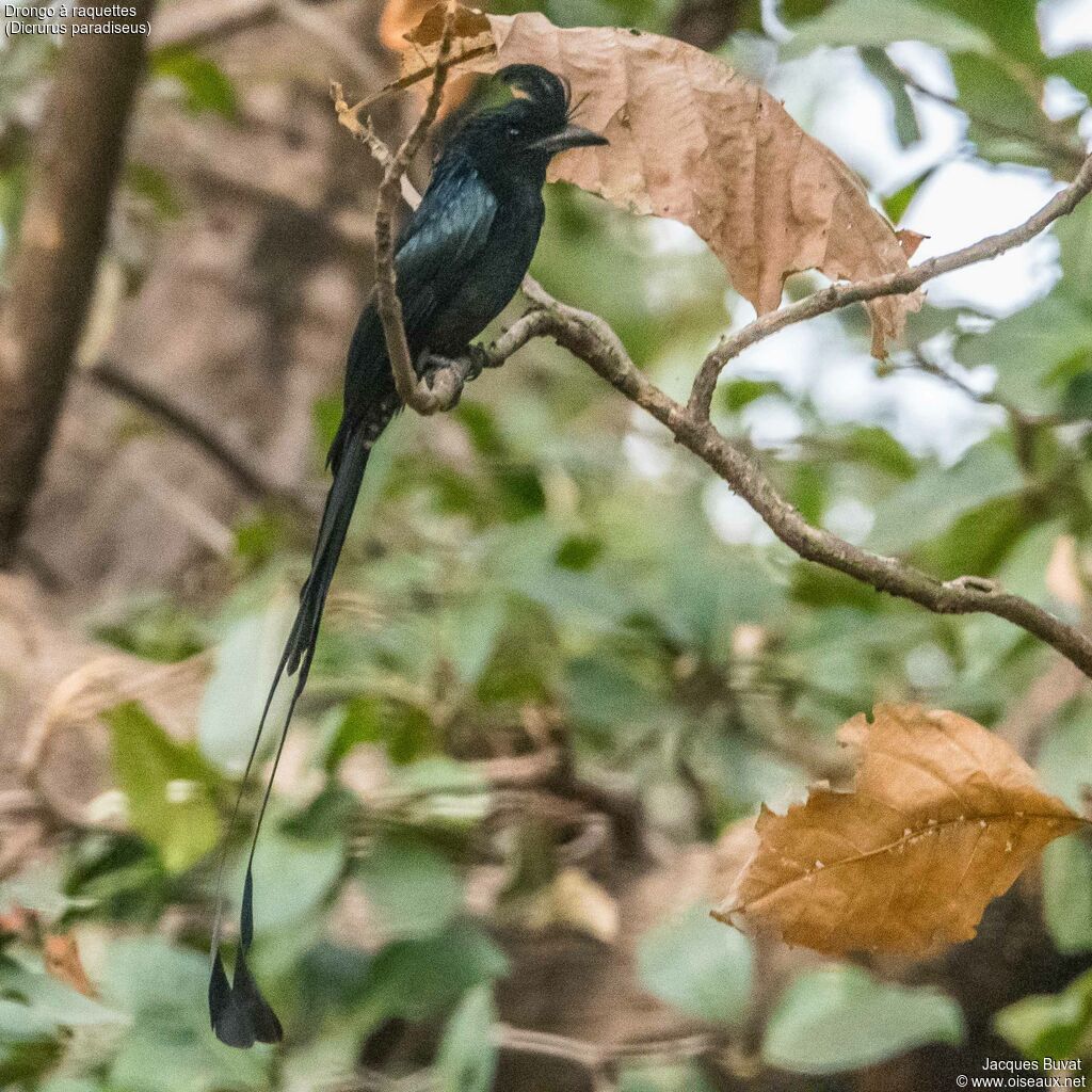 Drongo à raquettesadulte nuptial, portrait, composition, pigmentation