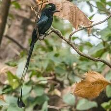 Drongo à raquettes