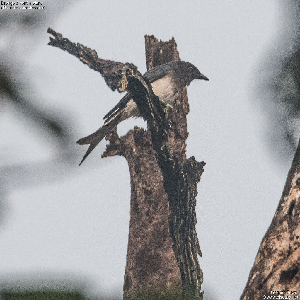 White-bellied Drongoadult, aspect, pigmentation