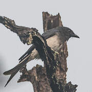 White-bellied Drongo