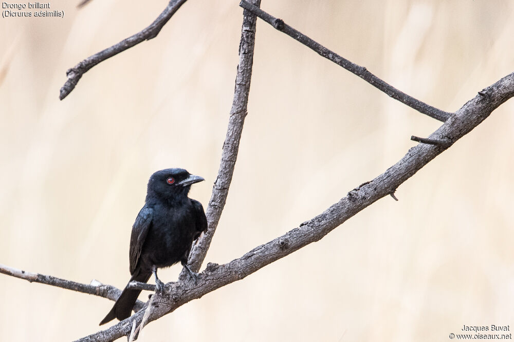 Fork-tailed Drongoadult