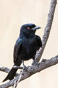 Fork-tailed Drongo