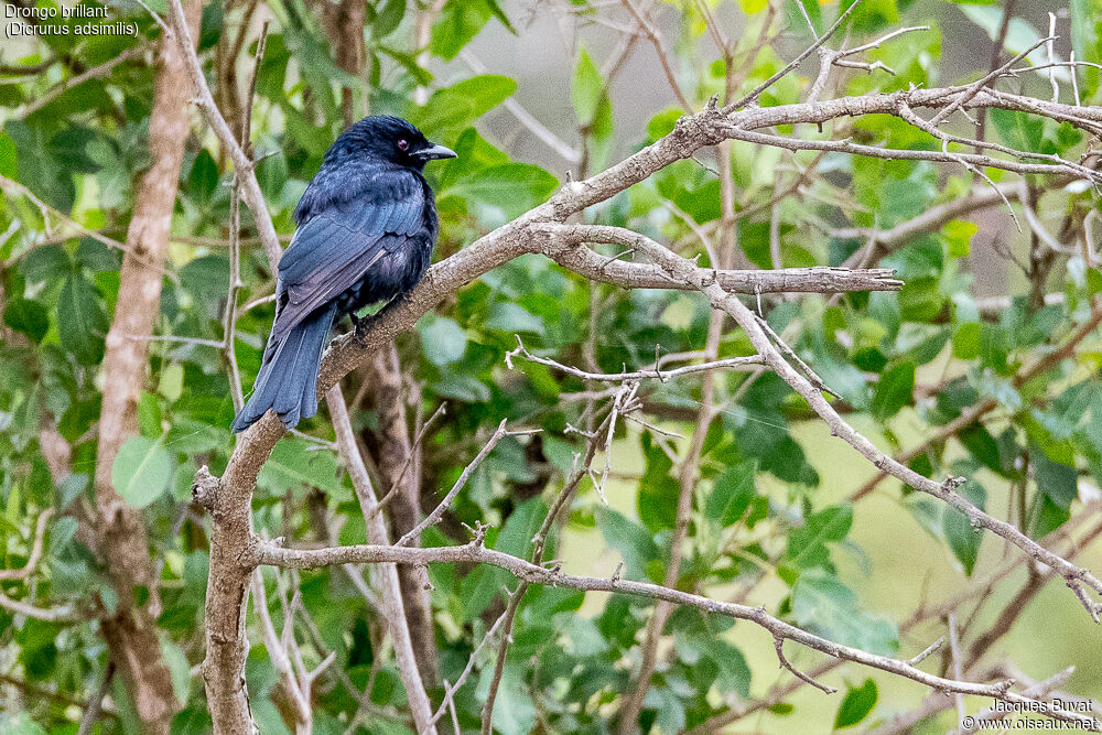 Fork-tailed Drongoadult