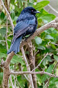 Fork-tailed Drongo