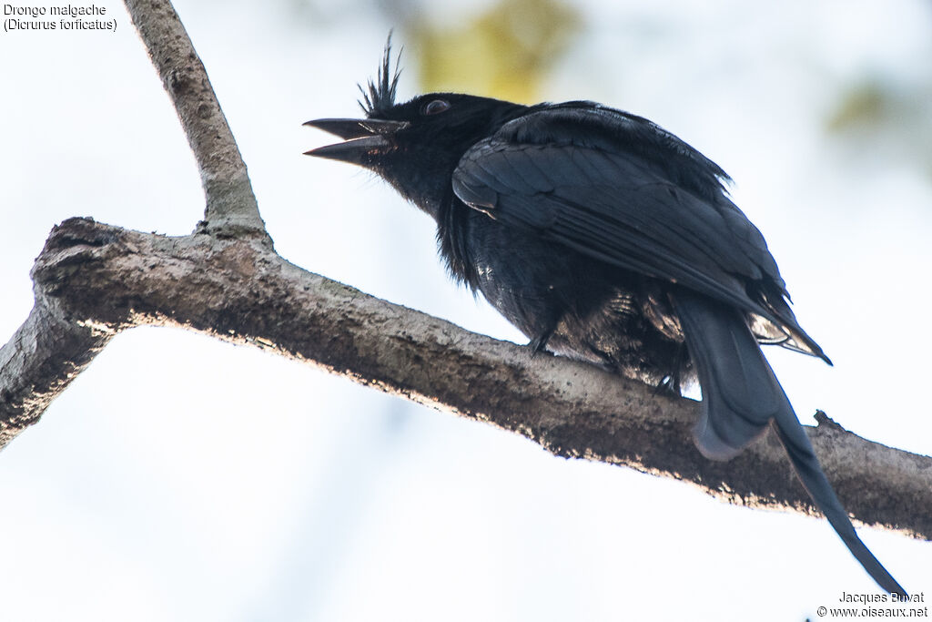 Crested Drongoadult