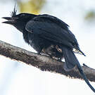 Drongo malgache