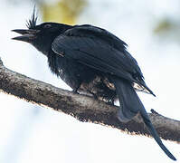 Crested Drongo