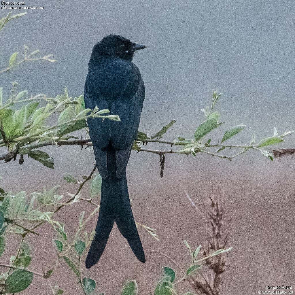 Drongo royaladulte, portrait, composition, pigmentation