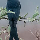 Drongo royal