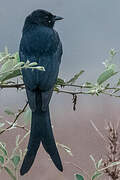 Black Drongo