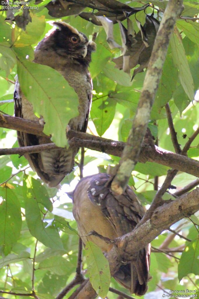 Crested Owladult