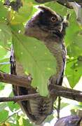 Crested Owl