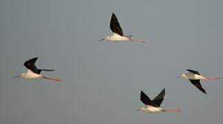 Black-winged Stilt