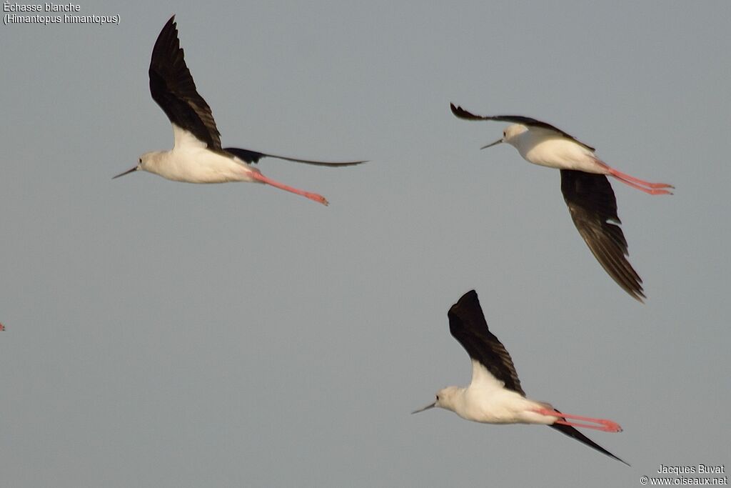 Black-winged Stilt, Flight