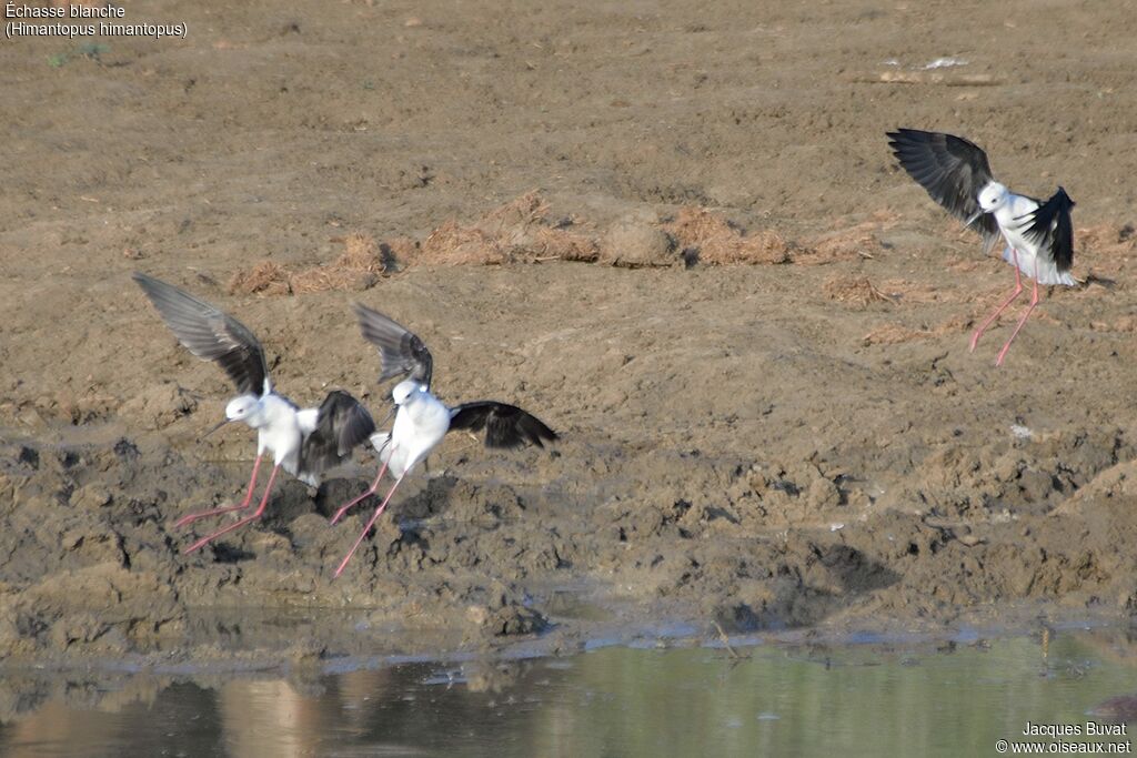 Black-winged Stiltadult, identification, Flight, Behaviour