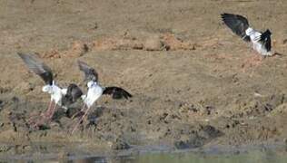 Black-winged Stilt