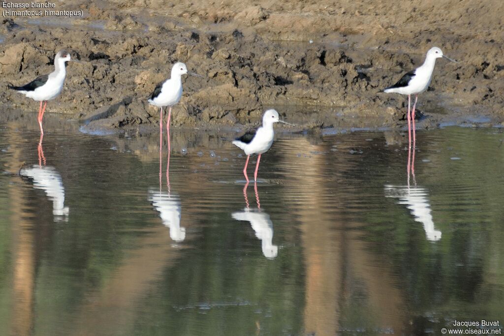 Black-winged Stiltadult, identification