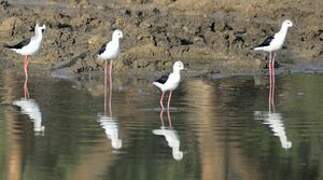 Black-winged Stilt