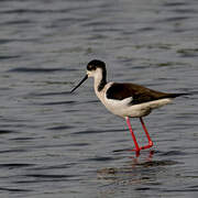 Black-winged Stilt