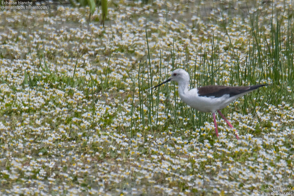 Black-winged Stilt