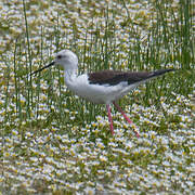 Black-winged Stilt