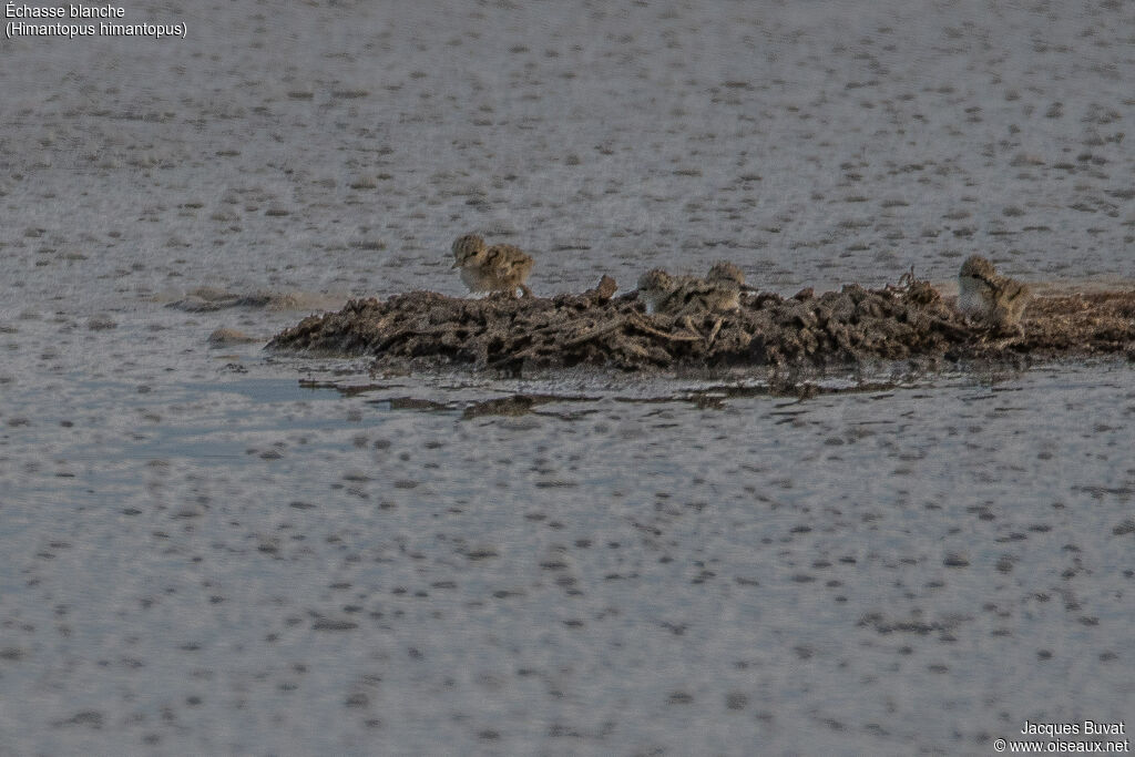 Black-winged StiltPoussin, identification, aspect, pigmentation, Reproduction-nesting