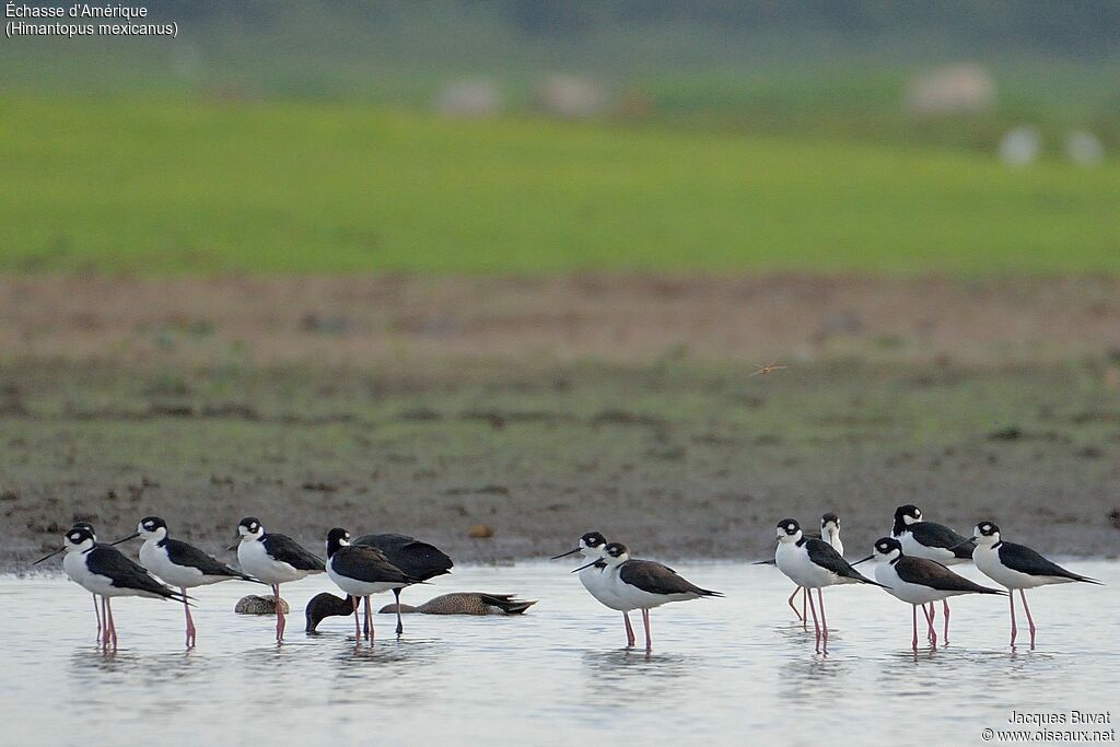 Black-necked Stilt