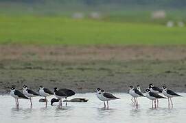 Black-necked Stilt