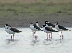 Black-necked Stilt