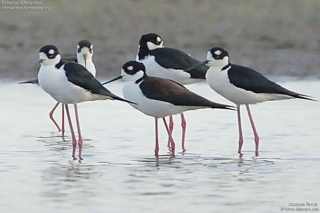 Black-necked Stilt